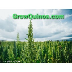 $400,000 "GrowQuinoa.com" & "GrowGreenProtein.com" Buy both now for $400,000 obo  Do you also give your land a Sabbath rest?